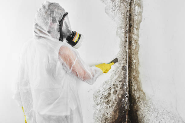 Best Black Mold Remediation in Westwood Lakes, FL