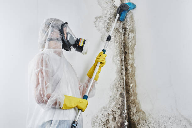 Best Industrial Mold Remediation in Westwood Lakes, FL