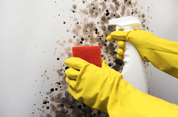 Best Industrial Mold Remediation in Westwood Lakes, FL