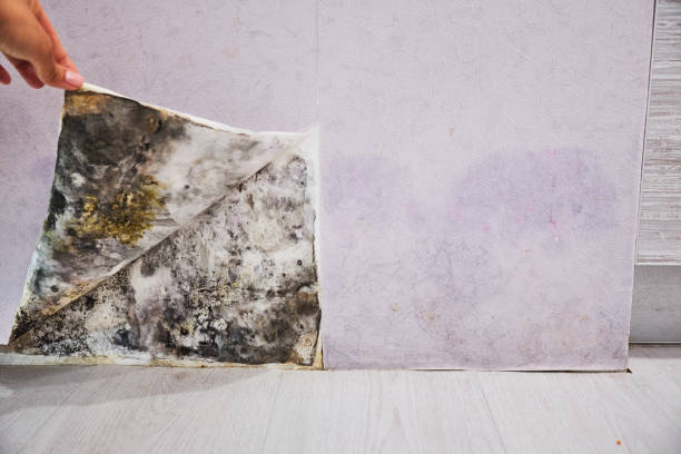 Best Basement Mold Remediation in Westwood Lakes, FL